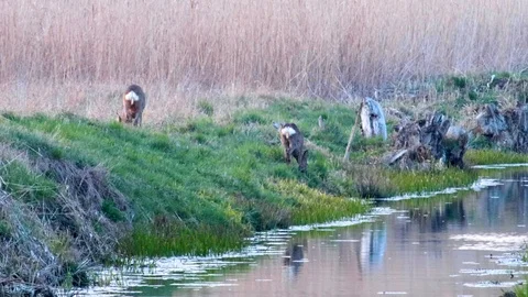  Roe deer in the field Stock Footage 106868111