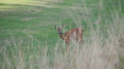 Roe Deer in field Stock Footage 211784842