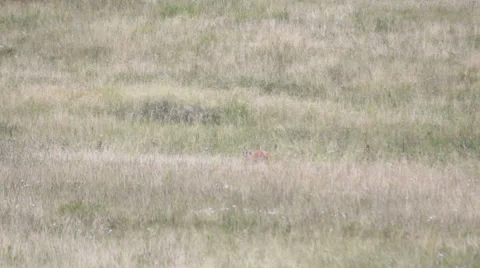 A roe deer in a field of header 스톡 동영상 30232766