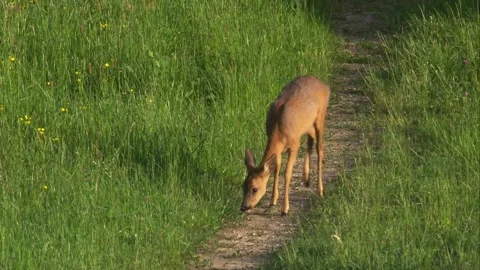 Roe deer on a field path at the edge of the forest Stock Footage 271619234