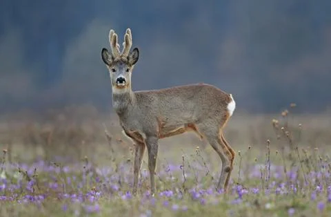 Roe deer in a field Foto stock