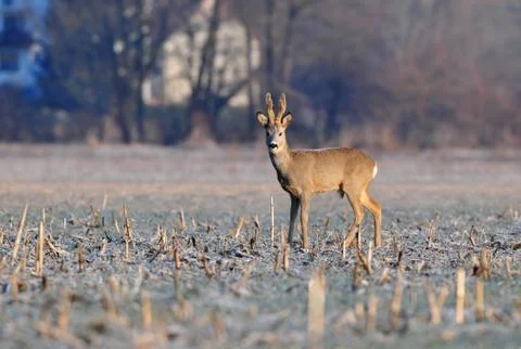 Roe deer in a field Foto stock