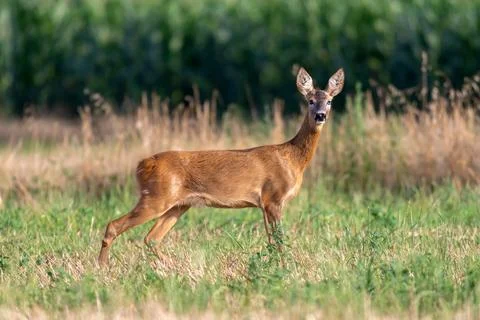 Roe deer in a field Stock Photos