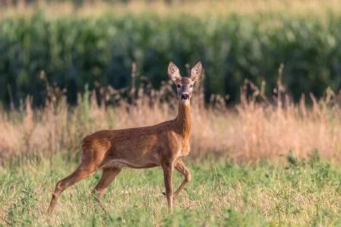 Roe deer in a field Stock Photos