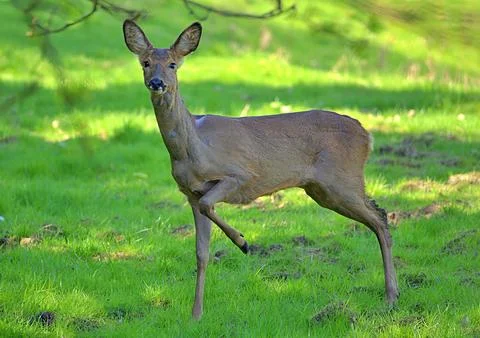 Roe deer in a field Stock Photos