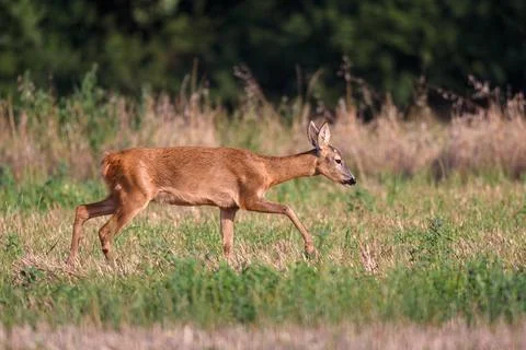 Roe deer in a field Stock Photos