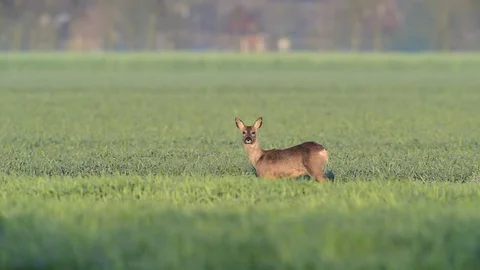 Roe deer in the field, spring Video stock 79632862