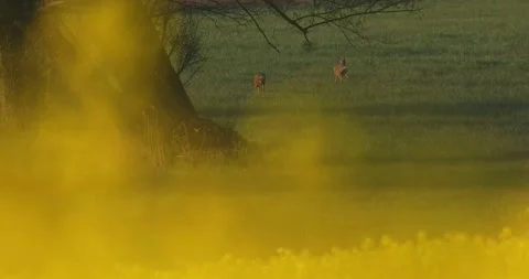 Roe deer on field. Spring wildlife landscape. Sunrise on field. Stock Footage 157853688