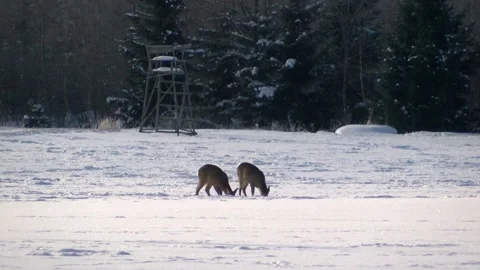 Roe deer in the field in winter Stock Footage 148417624