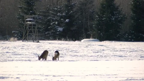 Roe deer in the field in winter Stock Footage 148417683