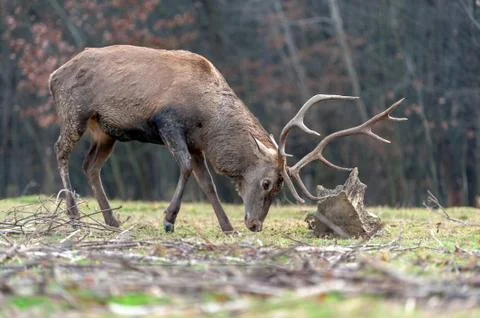 Roe deer fight the root of the tree Fotos de archivo