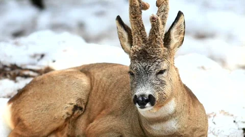 Roe deer  Stock Footage 672549