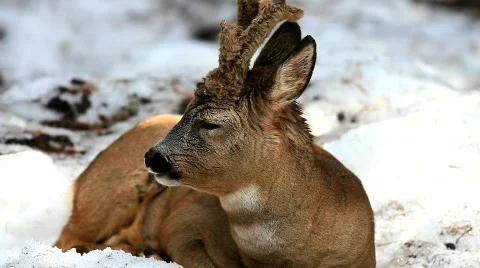 Roe deer Stock Footage 673314