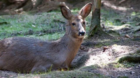 Roe deer Stock Footage 11291288