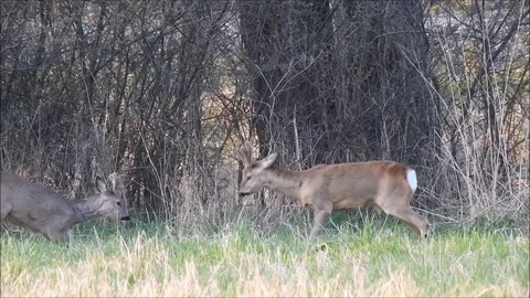 Roe deer Stock Footage 74112536