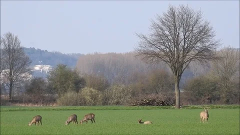 Roe deer Stock Footage 74113469