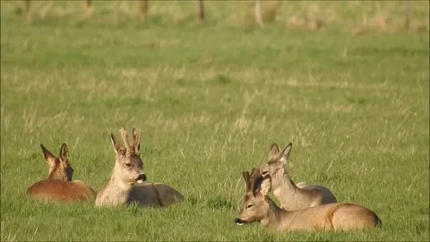 Roe deer Stock Footage 74113485