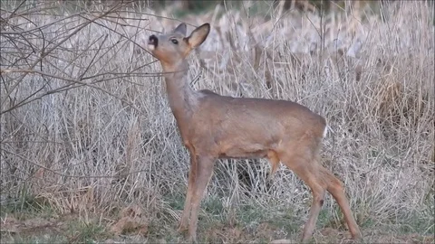 Roe deer Stock Footage 74113632
