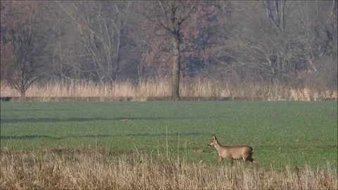 Roe deer Stock Footage 74113747