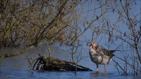 Roe deer Stock Footage 74115026