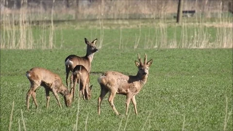 Roe deer Stock Footage 74115046