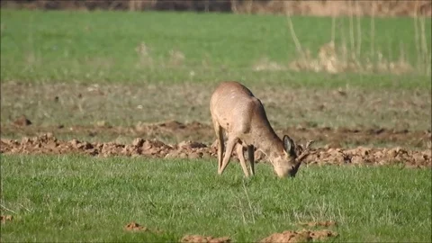 Roe deer Stock Footage 74115138