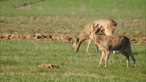 Roe deer Stock Footage 74115157