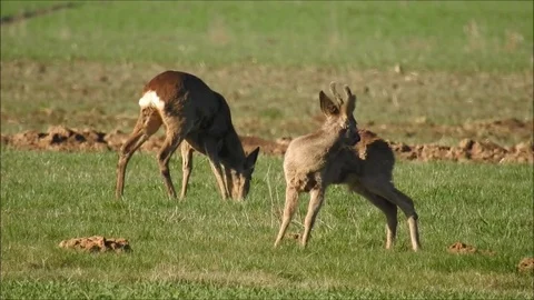 Roe deer Stock Footage 74115184