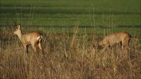 Roe deer Stock Footage 74115250