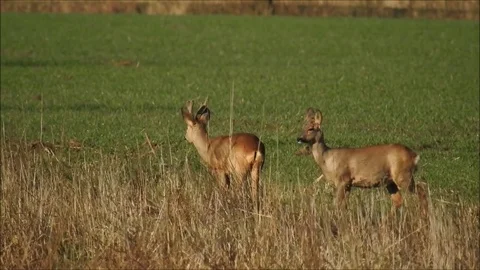 Roe deer Stock Footage 74115287
