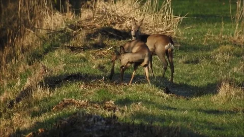 Roe deer Stock Footage 74115346