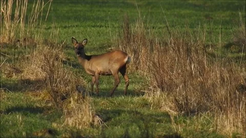 Roe deer Stock Footage 74115355