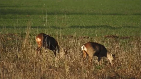 Roe deer Stock Footage 74115396