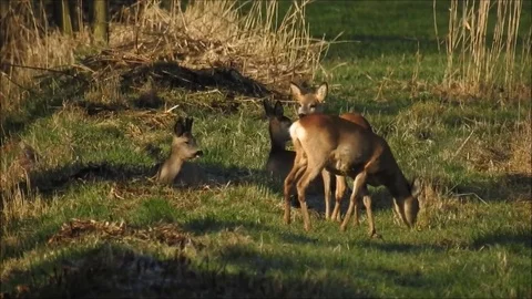 Roe deer Stock Footage 74115430