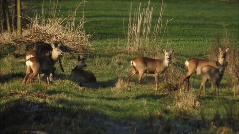 Roe deer Stock Footage 74115458