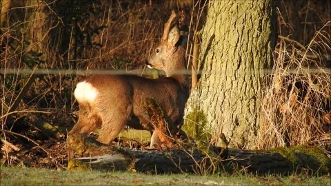 Roe deer Stock Footage 74115688