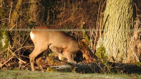 Roe deer Stock Footage 74115702