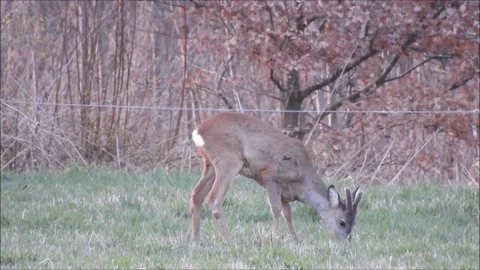 Roe deer Video stock 74116592