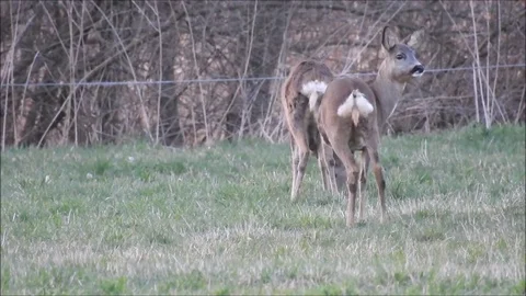 Roe deer Stock Footage 74116642