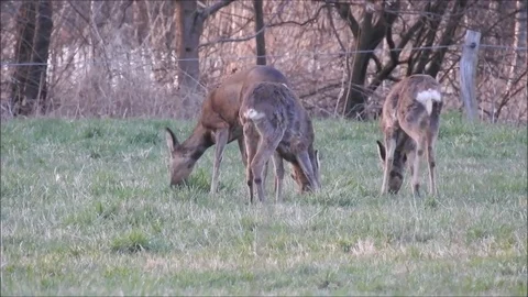Roe deer Stock Footage 74116704