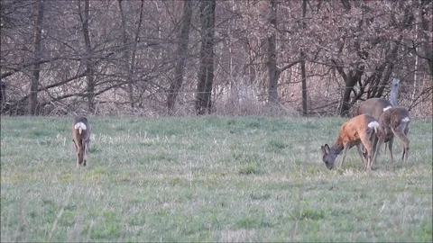 Roe deer Stock Footage 74116733
