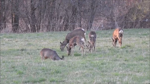 Roe deer Stock Footage 74116770