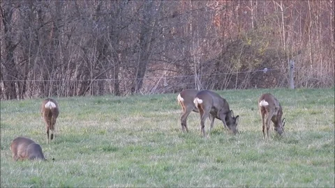 Roe deer Stock Footage 74116809