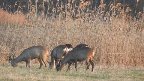Roe deer Stock Footage 74116969