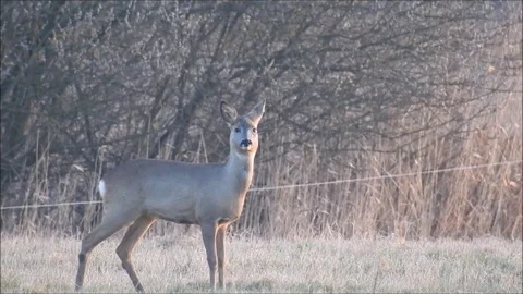 Roe deer Stock Footage 74117043