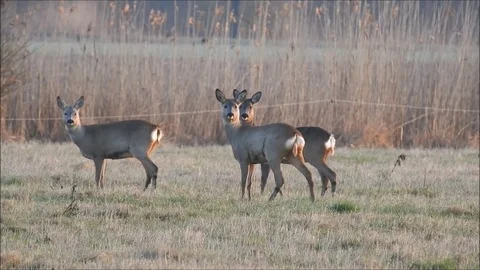 Roe deer Stock Footage 74117092