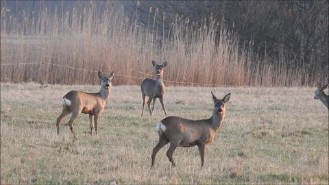 Roe deer Stock Footage 74117202