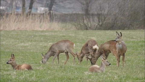 Roe deer Stock Footage 74117864