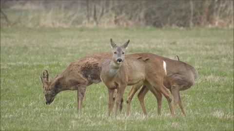 Roe deer Stock Footage 74117944