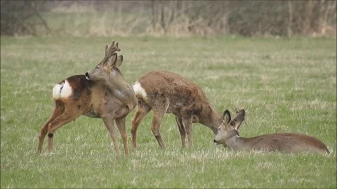Roe deer Stock Footage 74117974